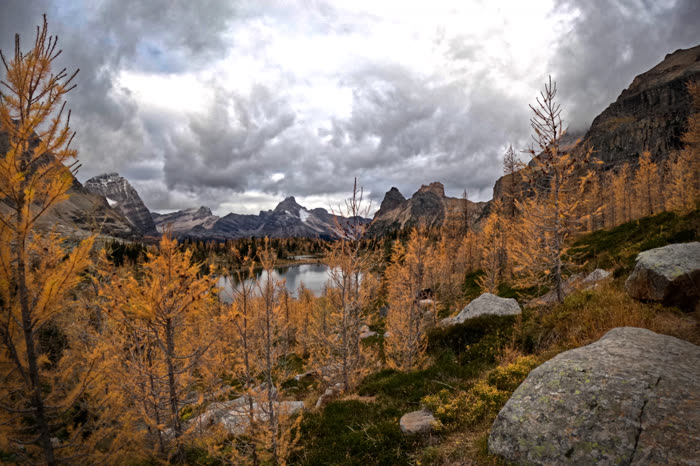 Golden larches on a rocky slope looking out over a mountain lake under a heavy sky